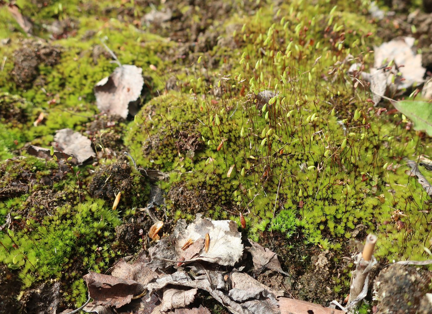 Изображение особи семейство Bryaceae.