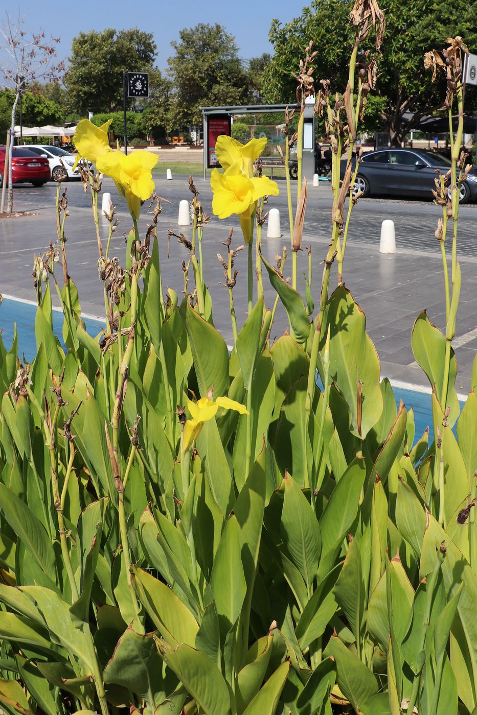 Изображение особи Canna &times; orchiodes.