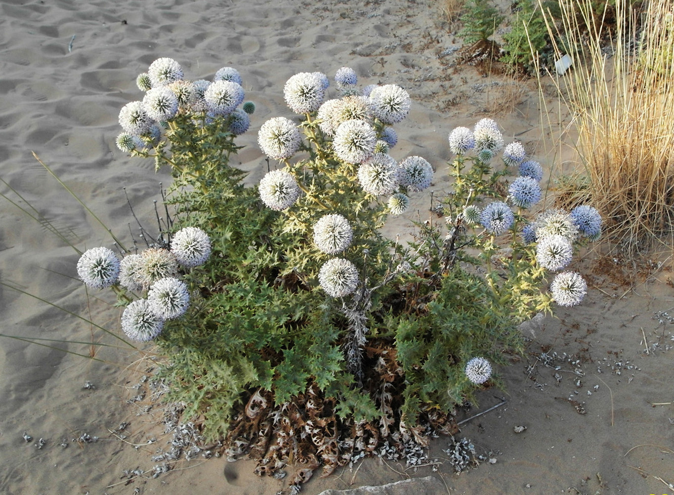 Изображение особи Echinops antalyensis.