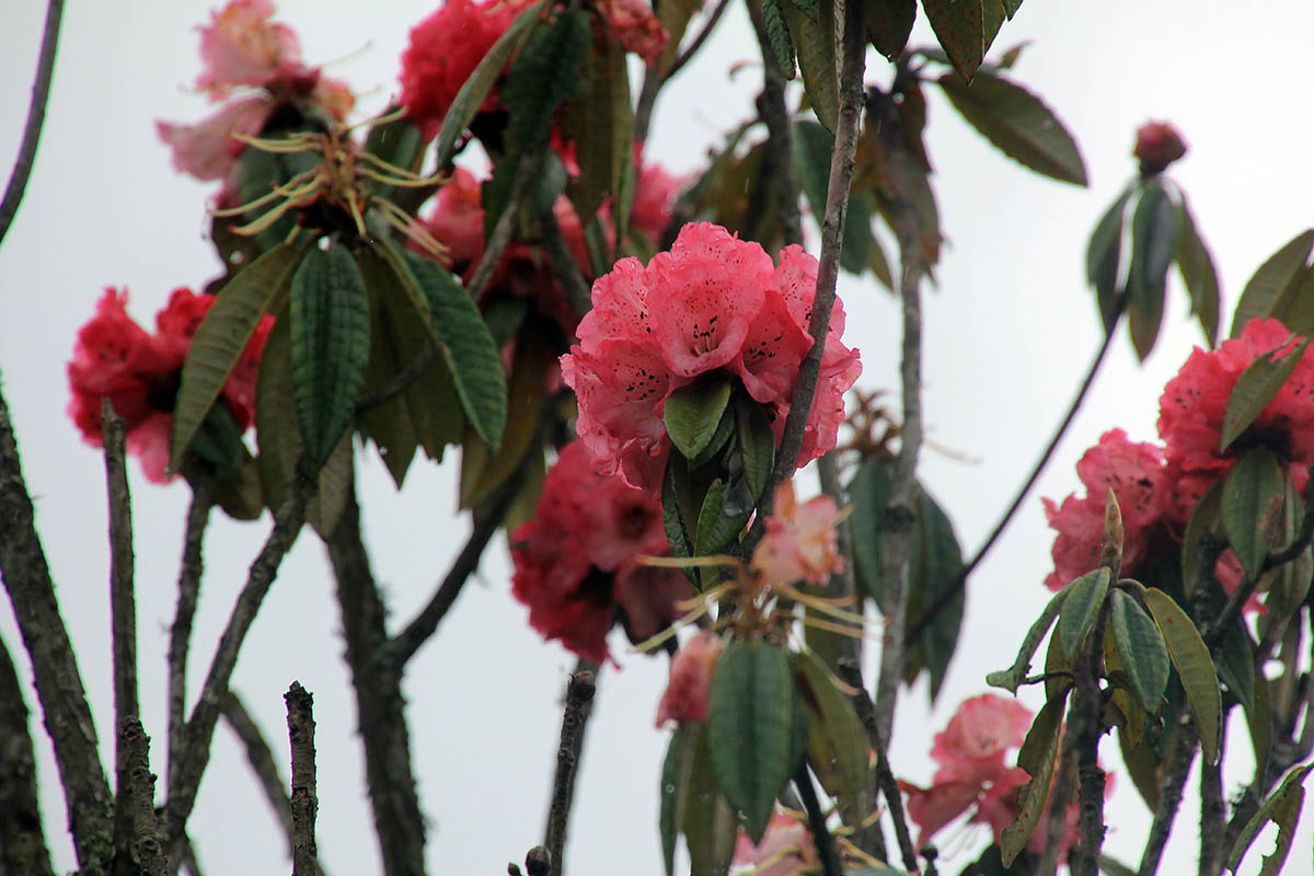 Image of genus Rhododendron specimen.