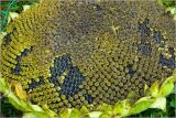 Image of taxon representative. Author is Виталий Гуменюк