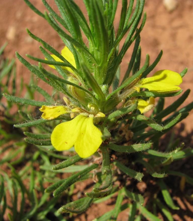 Изображение особи Ajuga glabra.