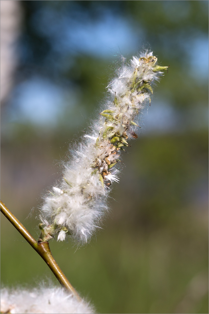 Изображение особи Salix phylicifolia.