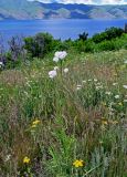 genus Valeriana