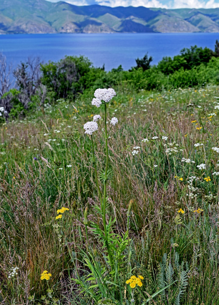 Image of genus Valeriana specimen.