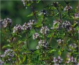Thymus ovatus