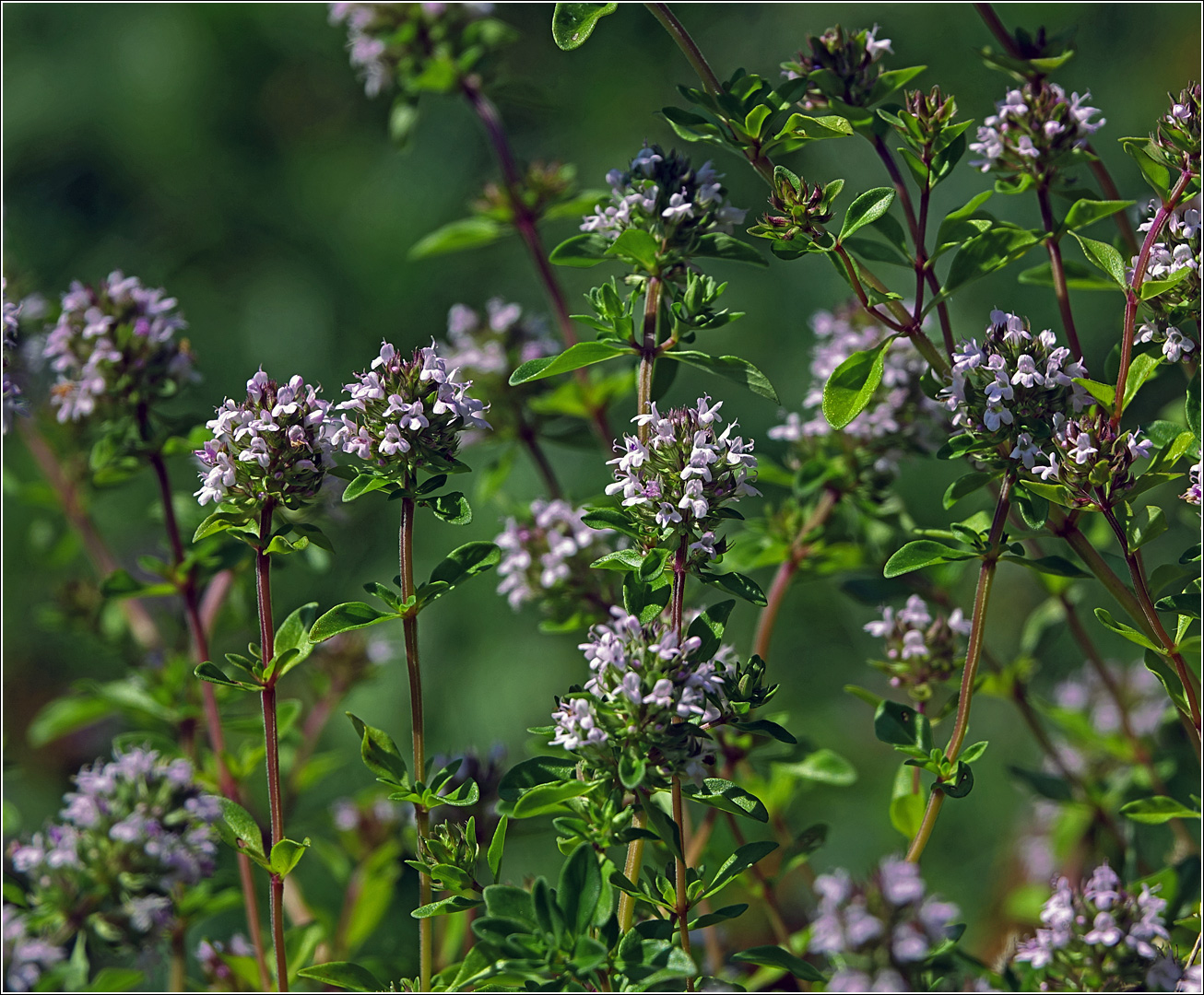 Изображение особи Thymus ovatus.