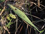 Plantago lanceolata. Повреждённый отмирающий лист (вид на абаксиальную поверхность). Калужская обл., Боровский р-н, левый берег р. Истерьма в 200 м ниже хутора учителей Дёшиных, луг. 14.11.2022.