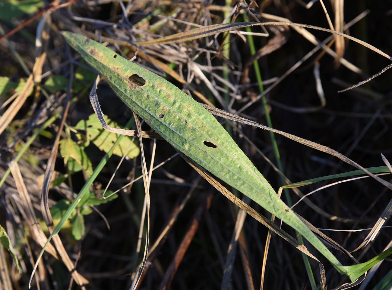 Image of Plantago lanceolata specimen.