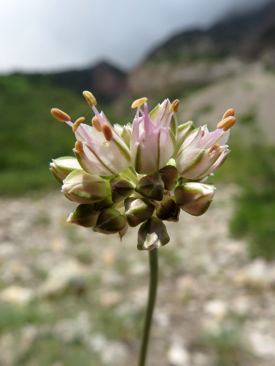 Image of genus Allium specimen.