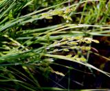 Carex canescens