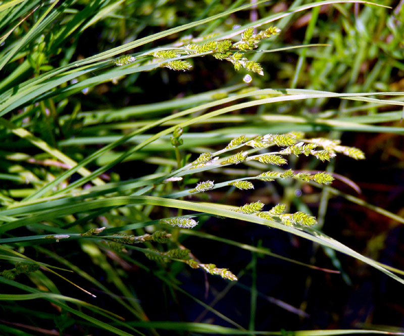 Изображение особи Carex canescens.