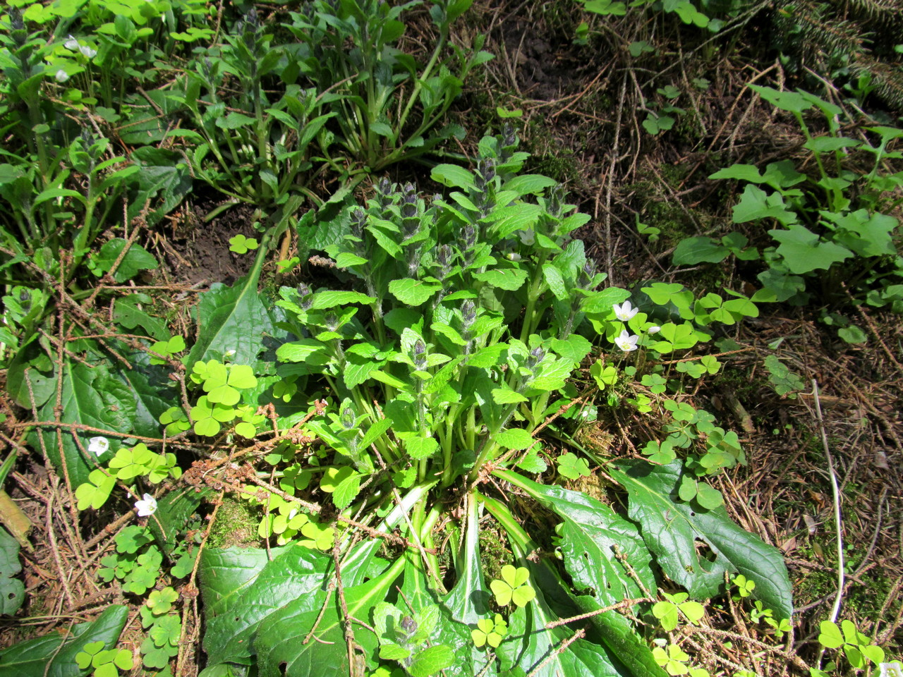 Image of Ajuga reptans specimen.