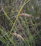 Carex vesicaria