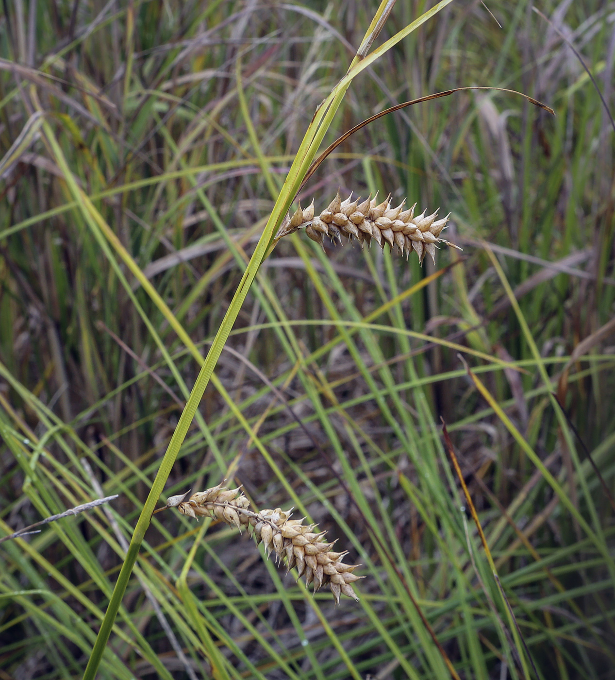 Изображение особи Carex vesicaria.