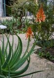 Aloe arborescens