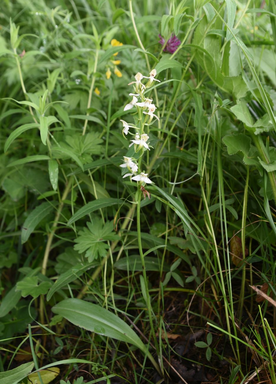 Изображение особи Platanthera chlorantha.