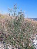 Symphyotrichum graminifolium