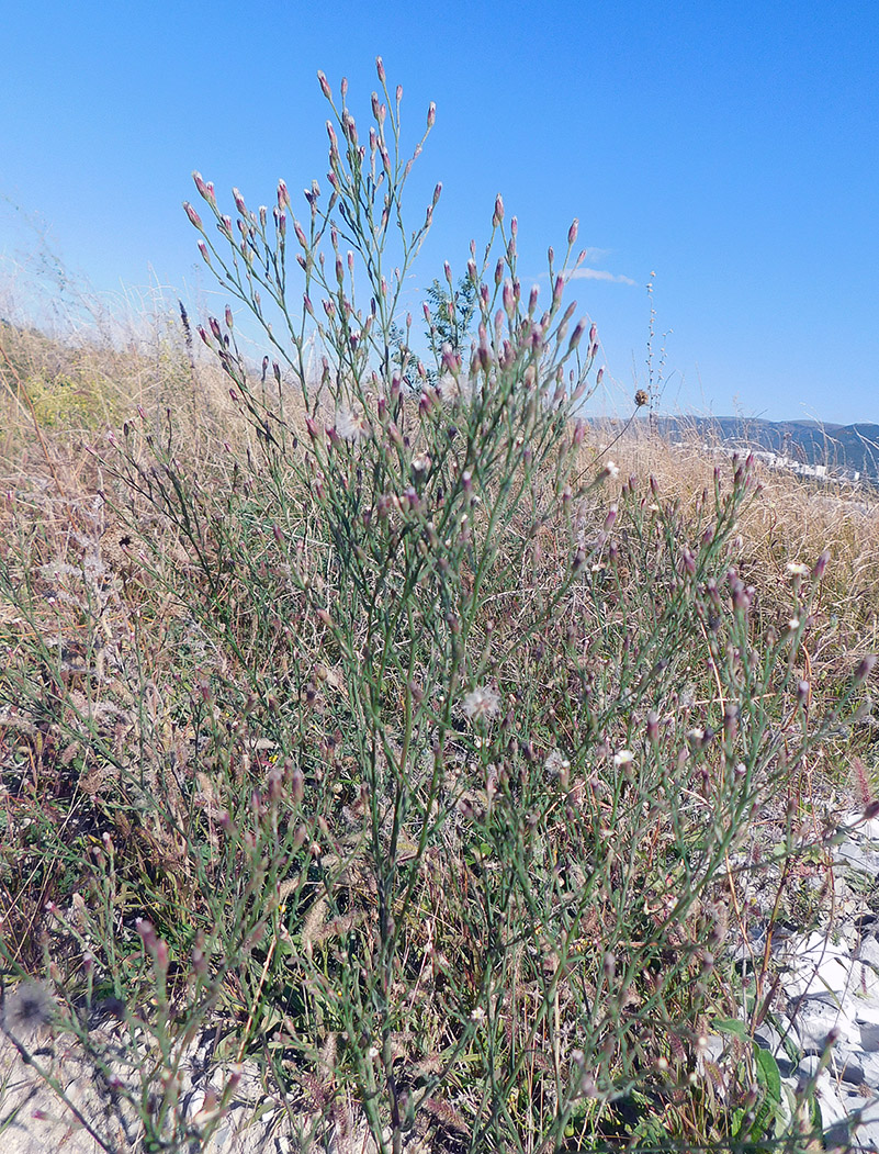 Image of Symphyotrichum graminifolium specimen.