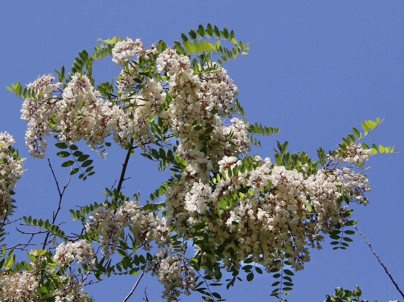 Image of Robinia pseudoacacia specimen.