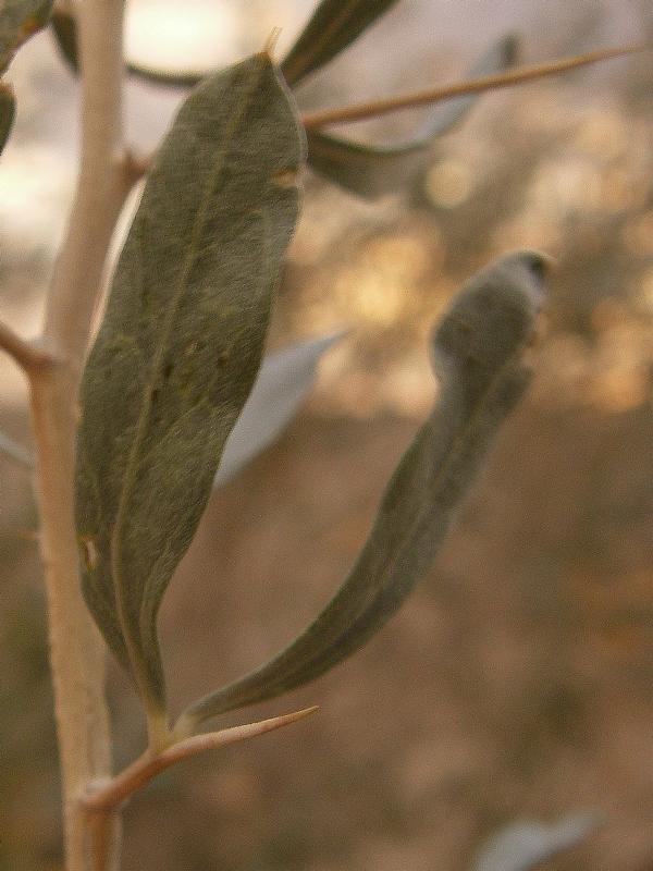 Image of Ammodendron conollyi specimen.