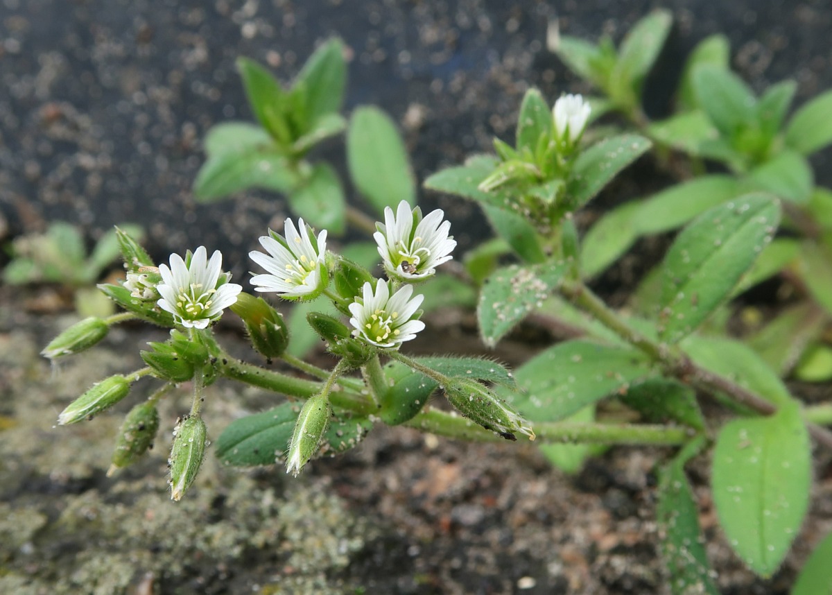 Изображение особи Cerastium holosteoides.