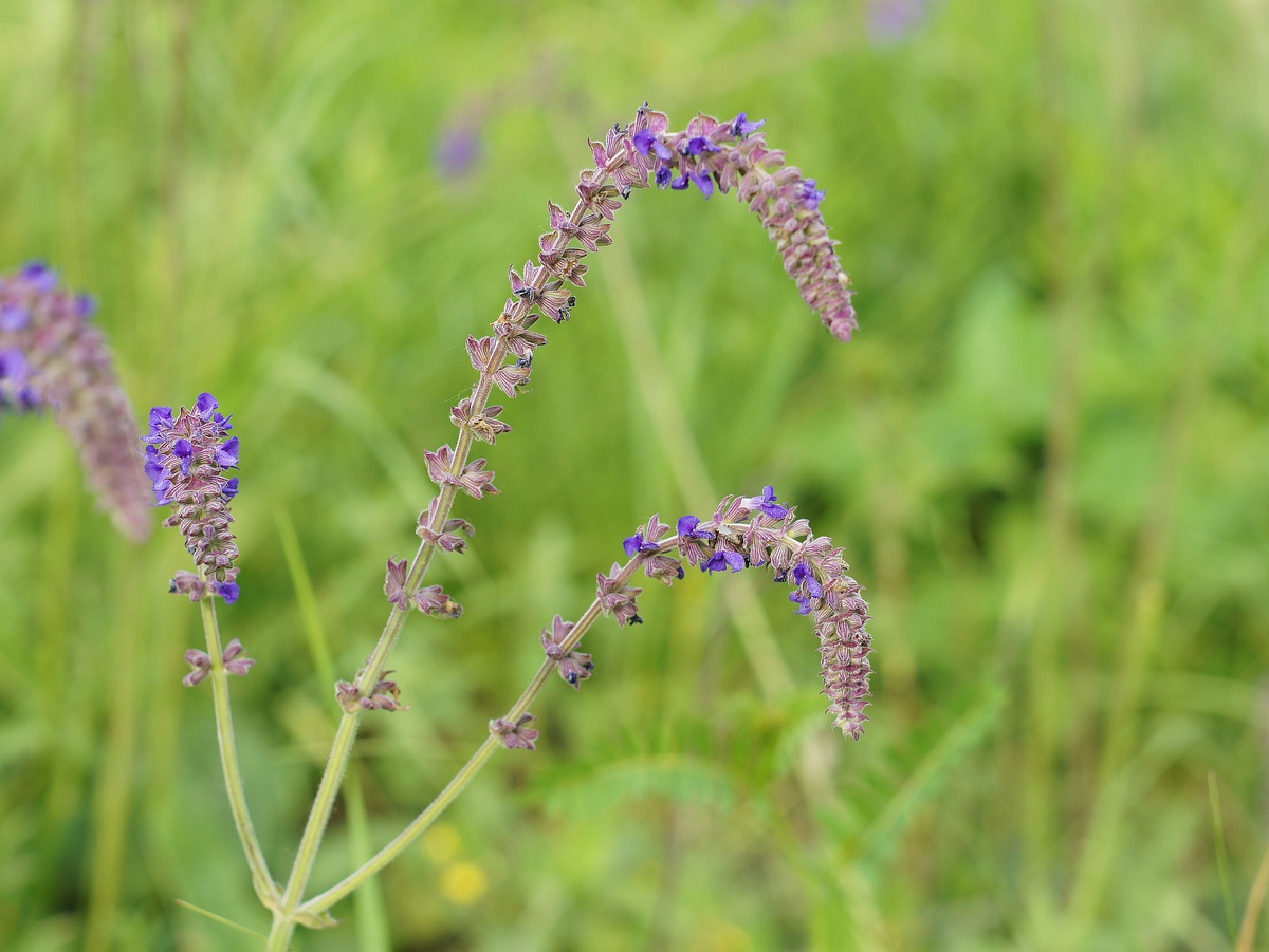 Изображение особи Salvia betonicifolia.