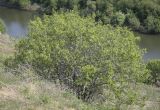 Image of taxon representative. Author is Игорь Павлов