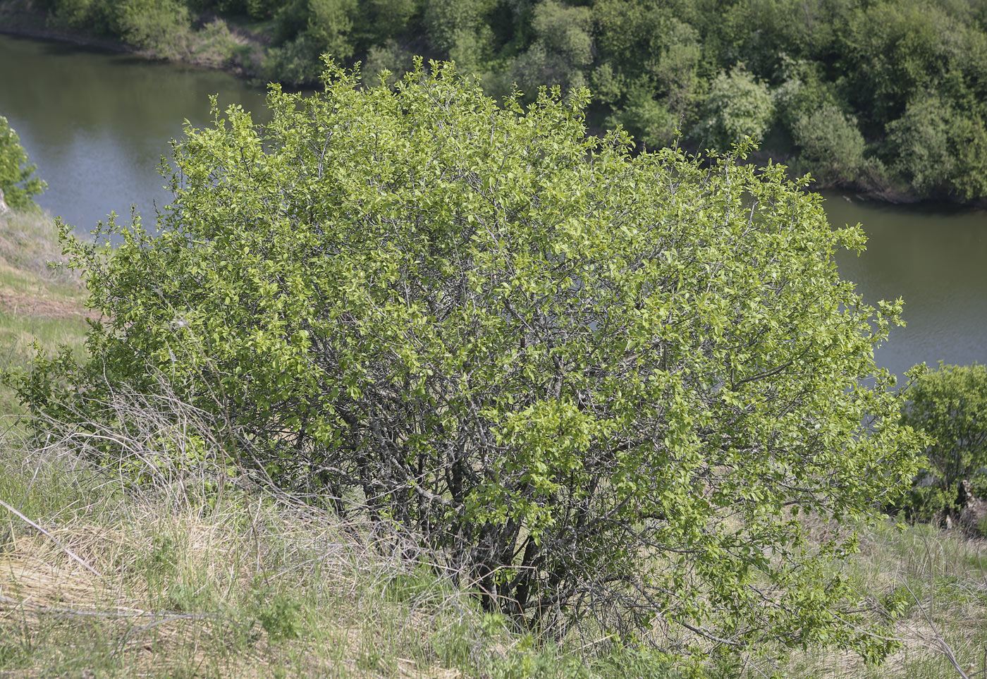 Image of Rhamnus cathartica specimen.