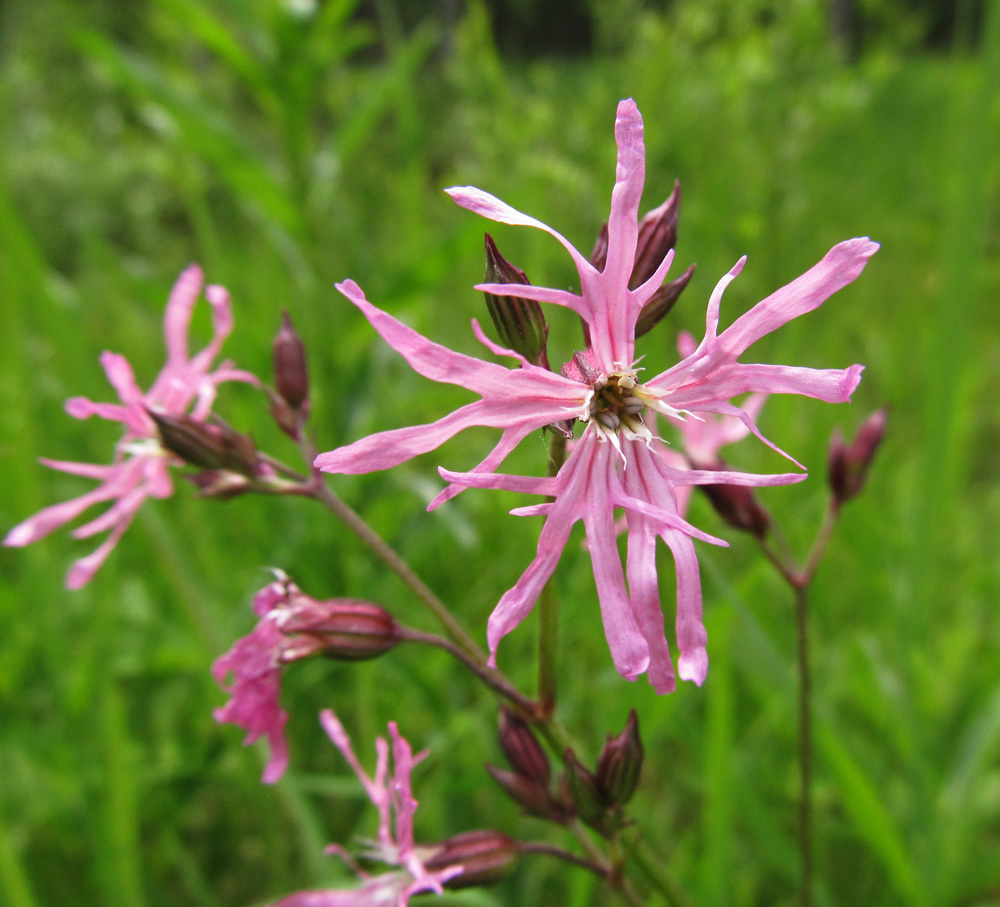 Изображение особи Coccyganthe flos-cuculi.