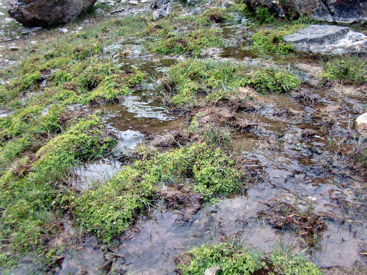 Image of Adiantum capillus-veneris specimen.