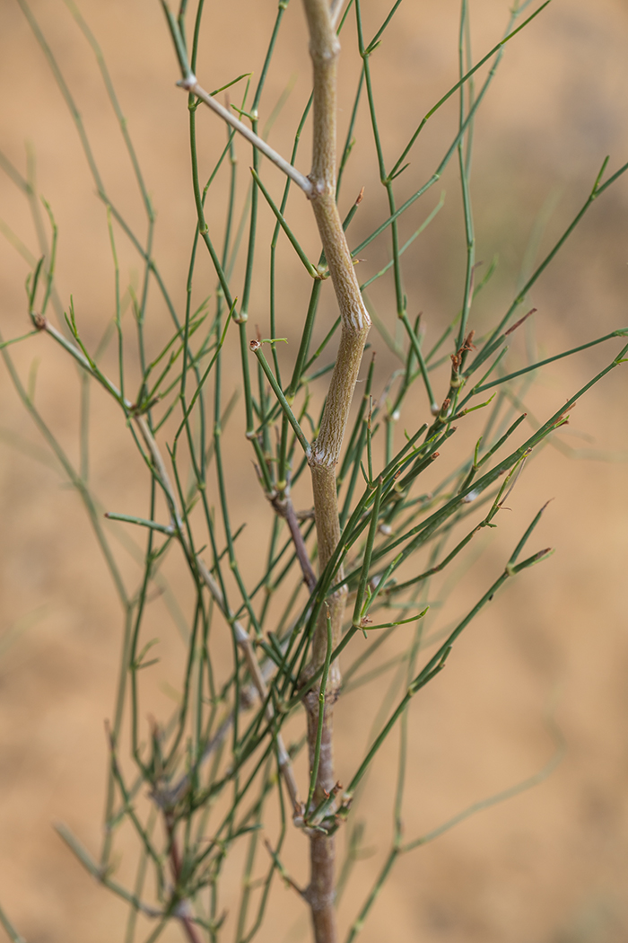 Изображение особи Calligonum aphyllum.