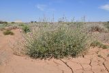 Astragalus sogotensis