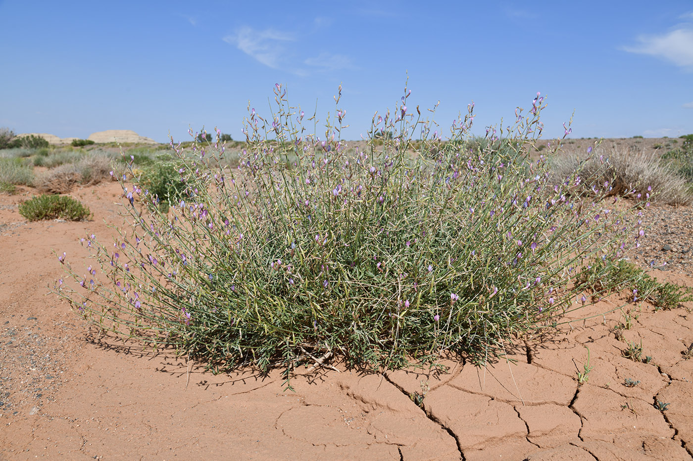 Image of Astragalus sogotensis specimen.