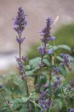 Nepeta grandiflora. Верхушка растения с соцветиями. Кабардино-Балкария, Эльбрусский р-н, долина р. Ирик, луговой склон. 21.08.2023.