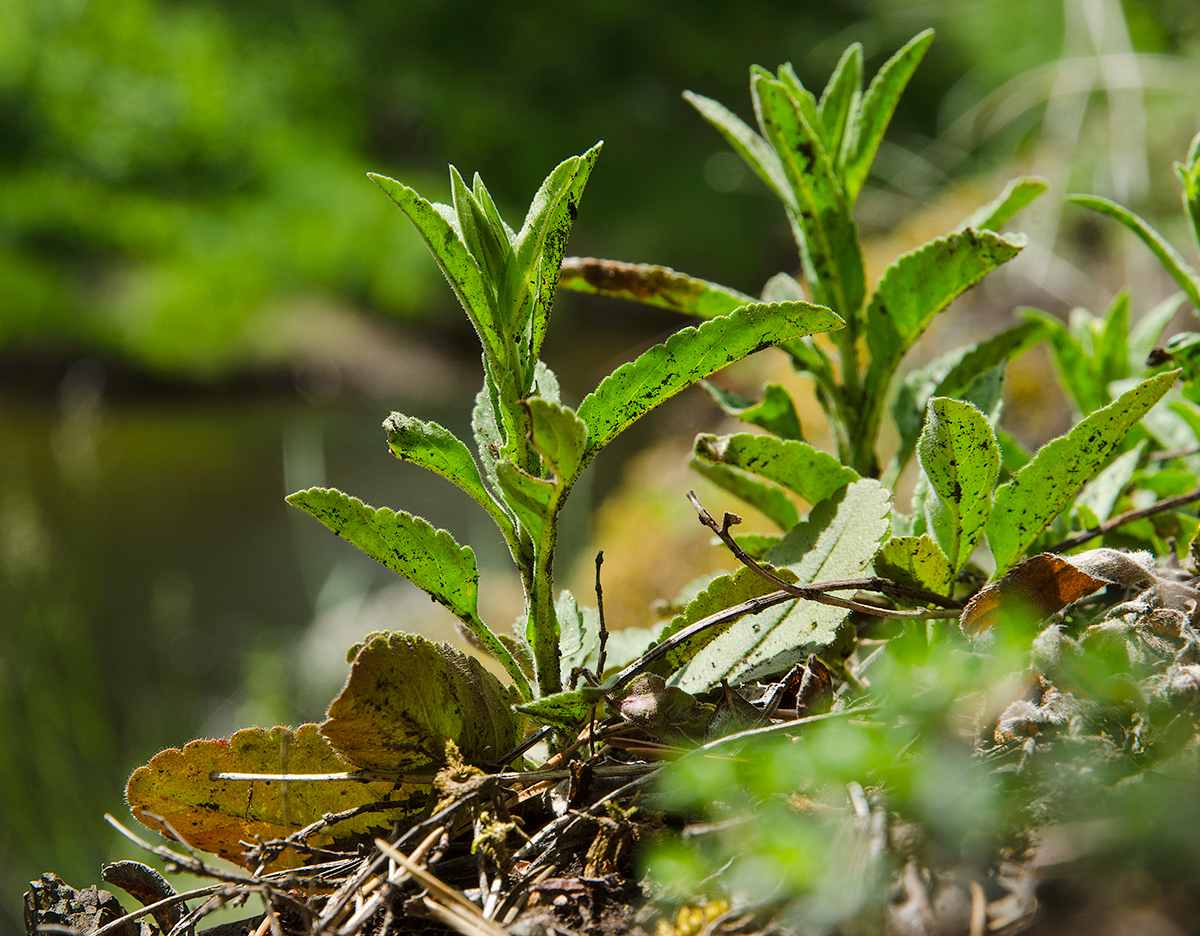 Image of Veronica spicata specimen.