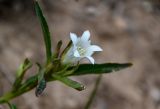 Gentiana olgae