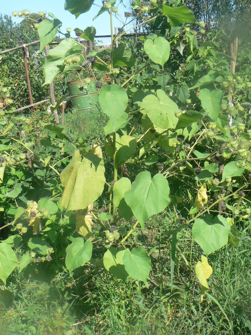 Image of Abutilon theophrasti specimen.