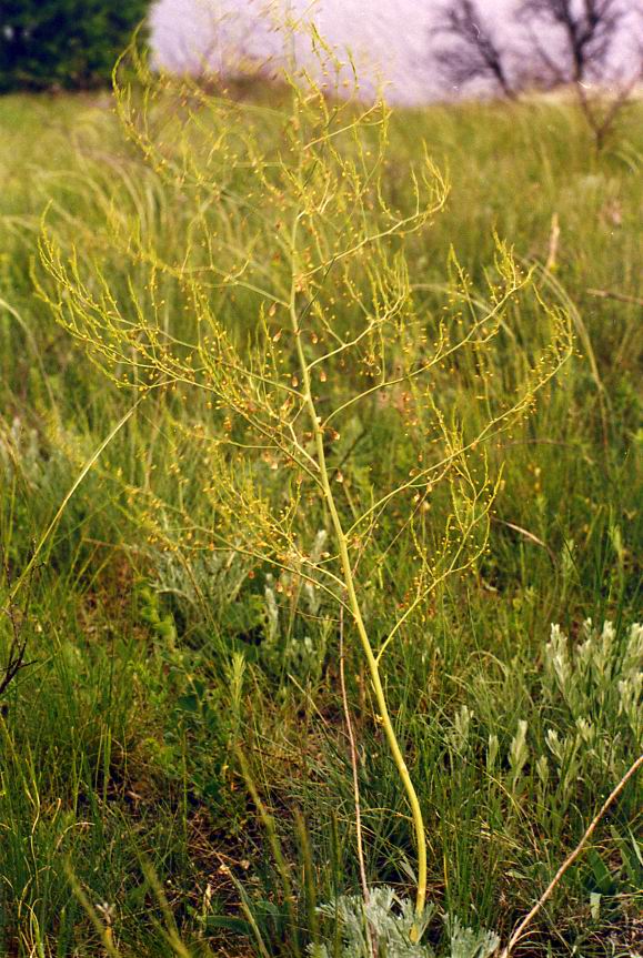 Image of Asparagus officinalis specimen.