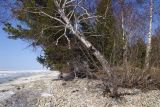 Betula platyphylla. Нижняя часть дерева. Бурятия, Кабанский р-н, берег озера Байкал. 21.05.2023.