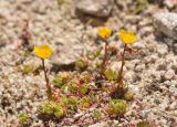 Saxifraga flagellaris. Цветущее растение. Карачаево-Черкесия, Карачаевский р-н, Большой Кавказ, правый борт долины Дорбунчат, седловина перевала Охотничий, ≈ 3260 м н.у.м., мелкая осыпь 22.07.2023.