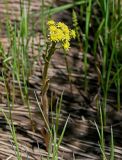 Petasites radiatus. Цветущее растение в сообществе с Poaceae. Хакасия, Орджоникидзевский р-н, долина р. Сарала, у воды. 09.06.2022.