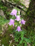 Campanula longistyla. Соцветие с цветками и бутонами. Краснодарский край, городской округ Сочи, Адлерский р-н, окр. с. Казачий Брод, рядом с обрывом. 23.05.2023.