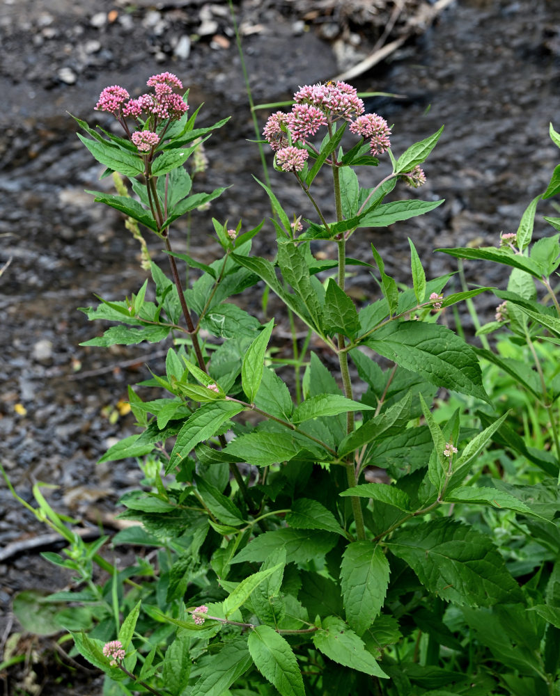 Image of Eupatorium cannabinum specimen.