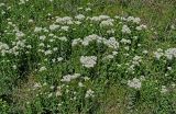 Cardaria draba. Цветущие растения. Дагестан, Магарамкентский р-н, окр. с. Приморский, окраина песчаного пляжа. 05.05.2022.