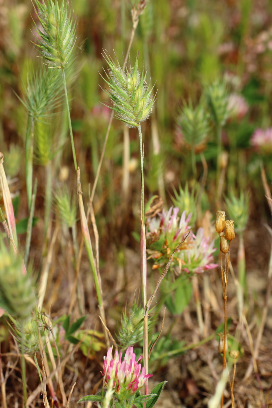 Image of Eremopyrum orientale specimen.