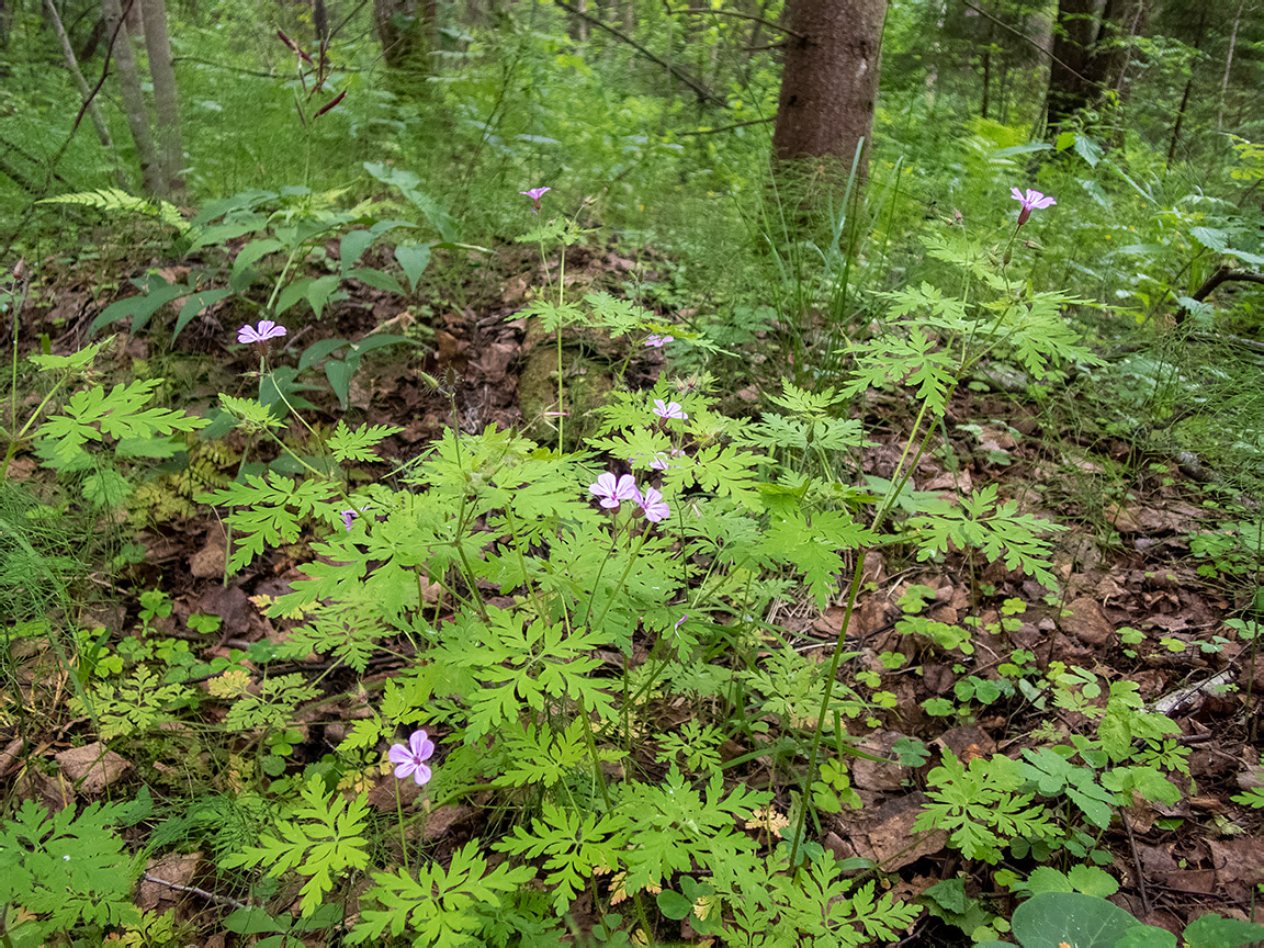 Изображение особи Geranium robertianum.