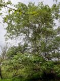 Populus alba