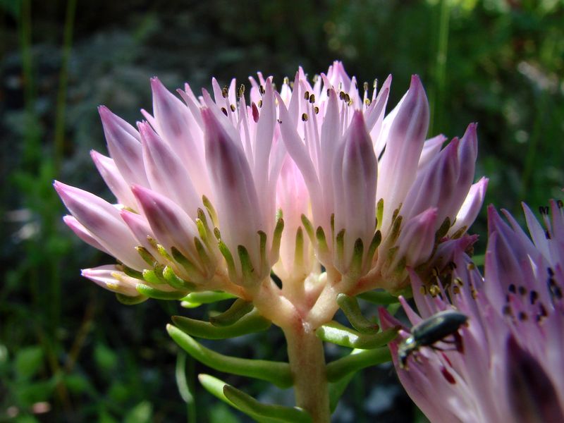 Image of Pseudosedum longidentatum specimen.