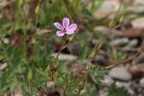 Geranium robertianum. Цветок и бутоны. Новгородская обл., геологический памятник \"Ильменский глинт\", окр. дер. Ретлё, побережье оз. Ильмень, каменистый (известняковый) пляж, зона заплеска. 25.07.2023.